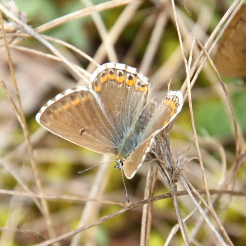 Réf. 291 609 : Polyommatus hispana